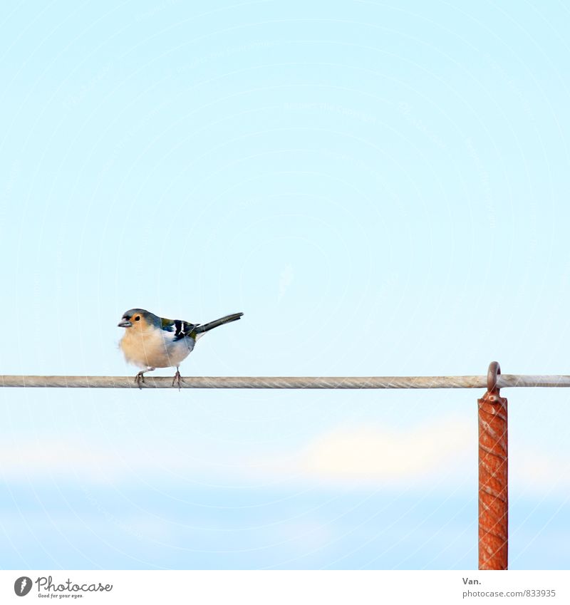 Airy heights Nature Animal Sky Summer Beautiful weather Wild animal Bird Chaffinch 1 Fresh Blue Handrail Pole Wire cable Colour photo Multicoloured