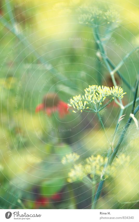 summer garden Summer Plant Flower Garden Blossoming Bright Multicoloured Fennel Colour photo Exterior shot Copy Space left Copy Space top Shallow depth of field