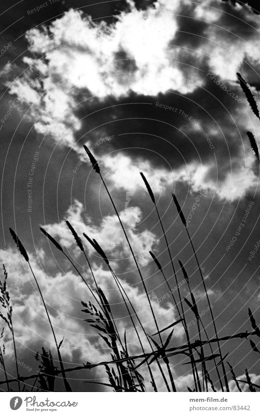 grass sky Grass Clouds Barbed wire Blade of grass Back-light Green Meadow Darken Black & white photo Sky Shadow Pasture