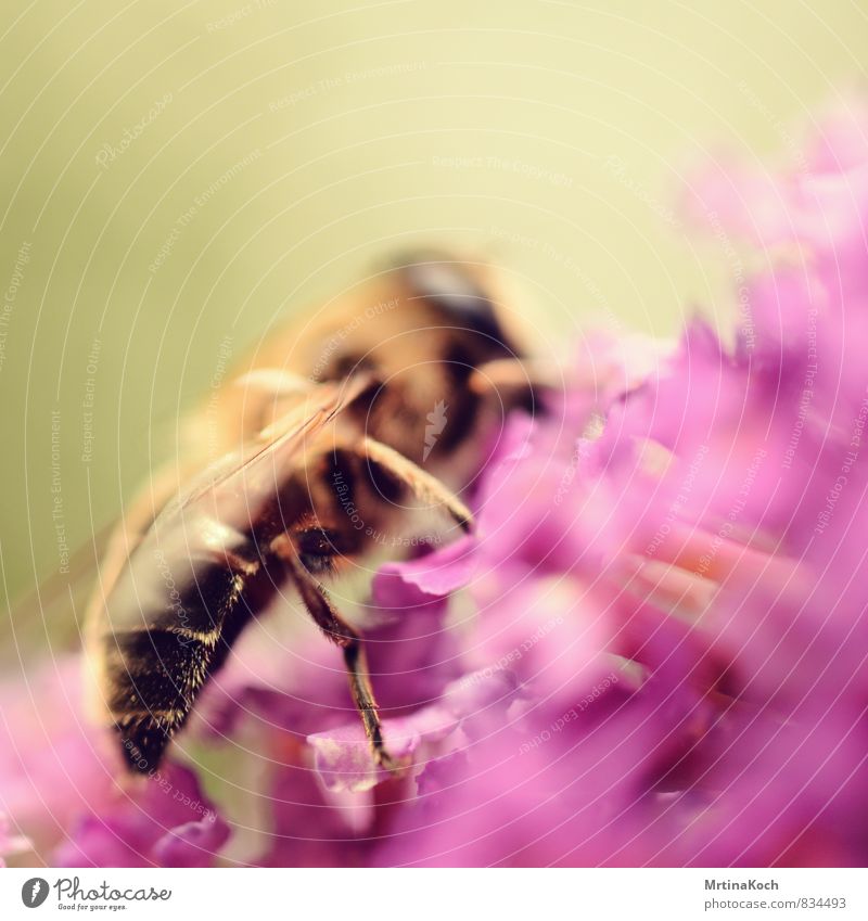 rear part. Environment Spring Summer Weather Beautiful weather Plant Blossom Garden Meadow Animal Farm animal Bee 1 Esthetic Colour photo Multicoloured