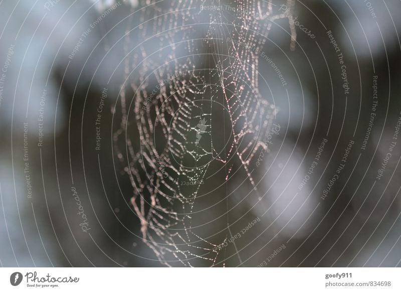 morning dew Nature Drops of water Summer Fog Garden Spider Contentment Network Exterior shot Close-up Morning Blur Shallow depth of field Central perspective