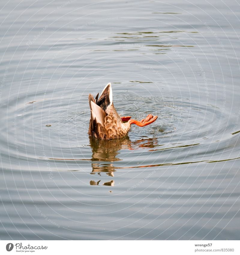 Lure. Half a duck. Animal Wild animal Duck 1 To feed Swimming & Bathing Dive Blue Brown Water upside down Reflection Colour photo Subdued colour Exterior shot