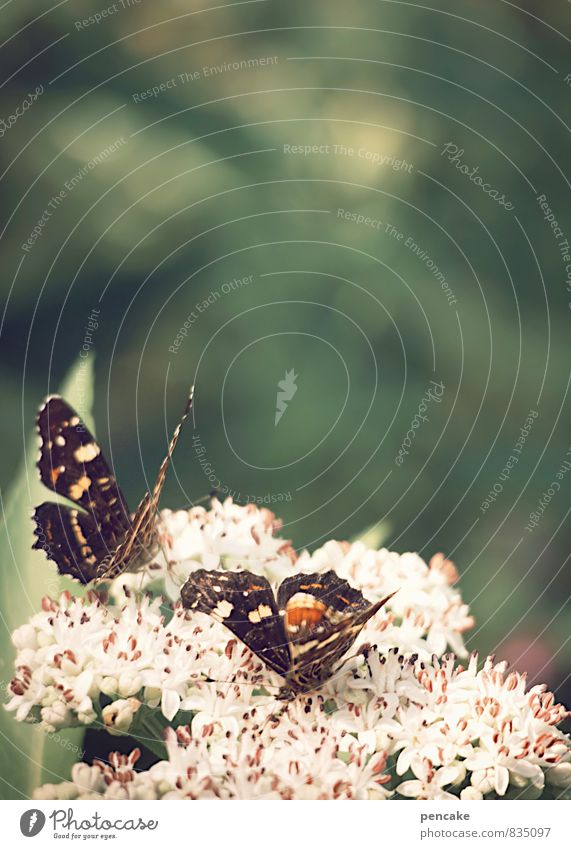 air and light Nature Plant Animal Summer Blossom Forest Butterfly 2 Happy Bright Airy Blur Colour photo Subdued colour Exterior shot Close-up Detail