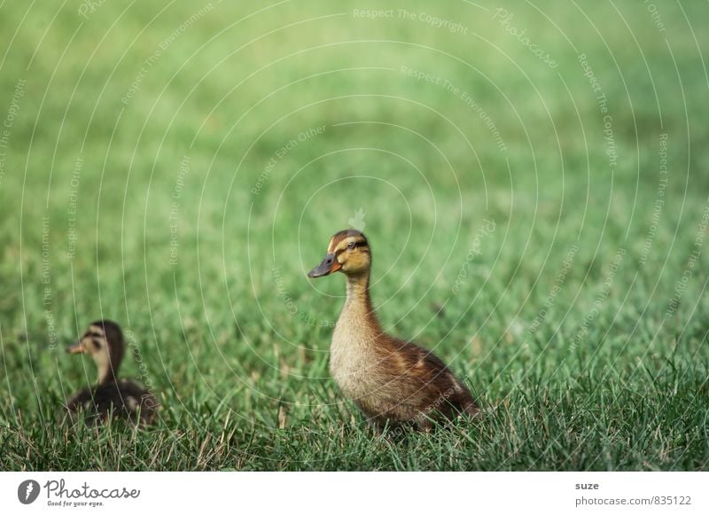 Celebrity duck Joy Happy Summer Nature Animal Spring Grass Meadow Wild animal 2 Baby animal Cuddly Small Curiosity Cute Yellow Green Emotions