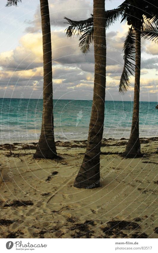 palm beach Palm tree Beach Ocean Coast Sandy beach Vacation & Travel Cuba Coconut Bathing place Leisure and hobbies Coconut palm Island