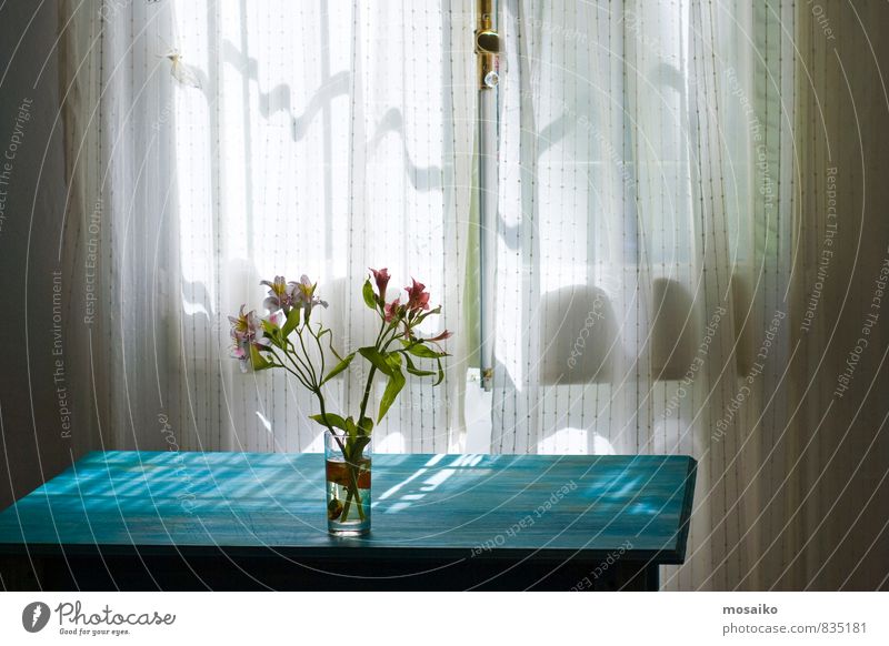 flowers Lifestyle Style Design Joy Plant Sunlight Flower Orchid Window Fragrance To enjoy Illuminate Dream Living or residing Bright Blue Pink Turquoise White