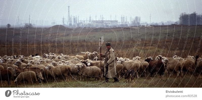 The shepherd and globalisation Globalization Shepherd Sheep Converse Ukraine Craft (trade) guard sb./sth. Far-off places keep an eye on things