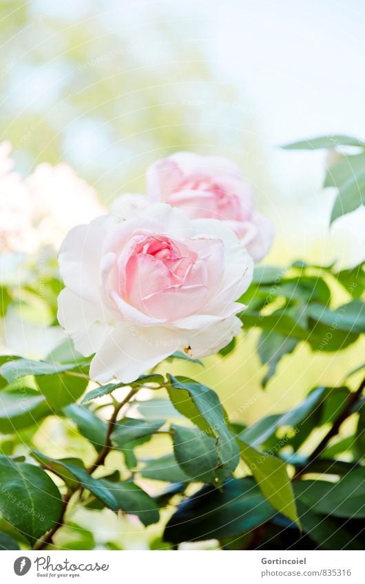 rosy Nature Plant Summer Beautiful weather Flower Rose Leaf Blossom Green Pink Rose blossom Rose leaves Colour photo Exterior shot Copy Space top Day Light