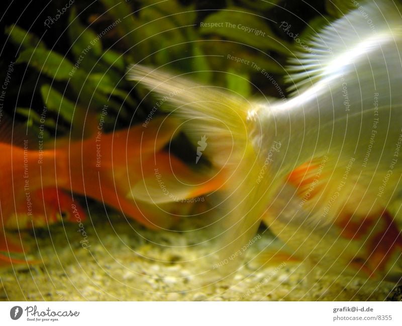 McKoi & Co. Goldfish Aquarium Speed Fish Water wings Orange Silver Escape