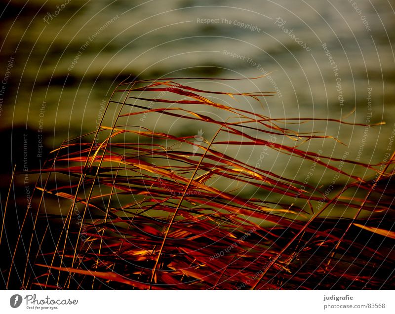 Wind and grass Lake Grass Beach Evening sun Yellow Stalk Blade of grass Wilderness Environment Autumn Sand Coast Nature Gold Orange Line Structures and shapes