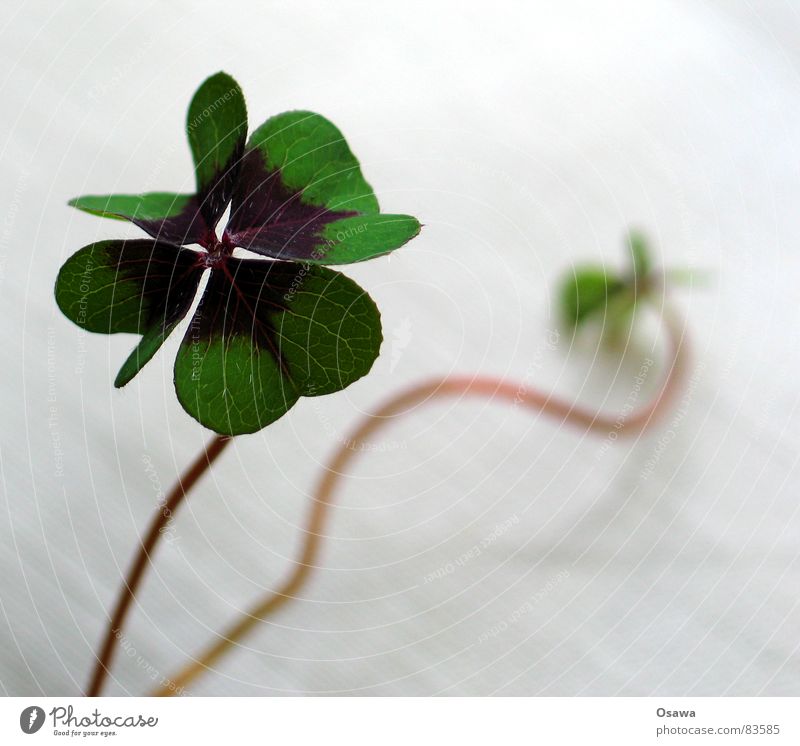 You're lucky Plant Flower Clover Botany Part of the plant Gambler Stalk Happy Florist Congratulations cloverleaf four-leaf clover Chimney sweep derivative