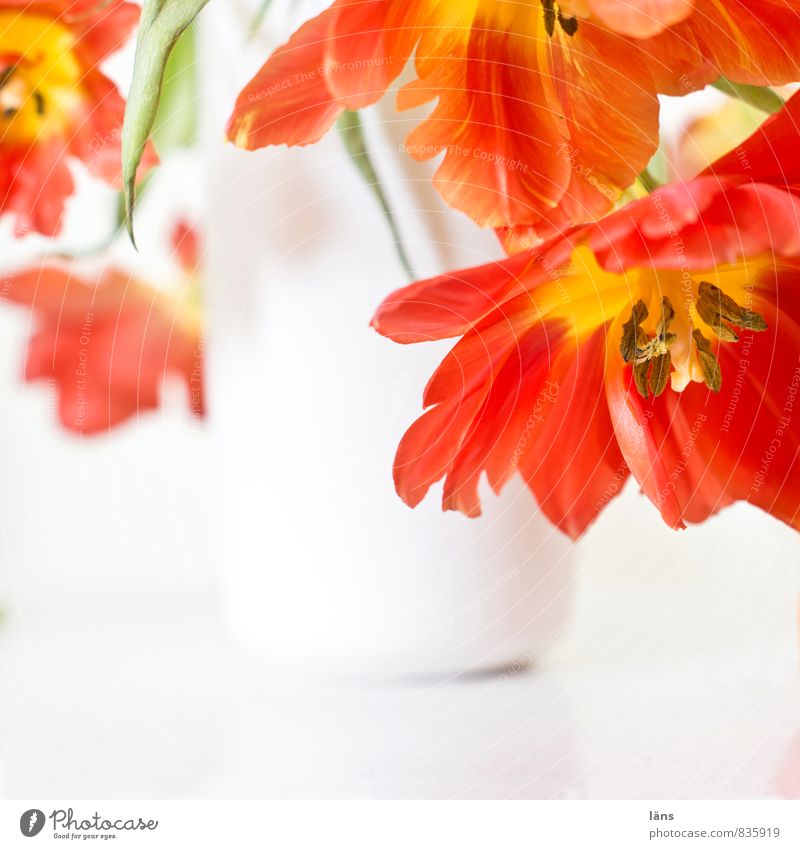 flowering transition Plant Tulip Blossoming Hang Faded Esthetic Red White Ease Flower vase Bright Bouquet Decoration Living or residing Embellish Interior shot