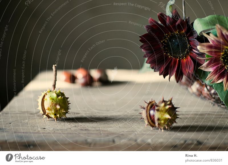 autumn greetings Autumn Flower Blossoming Authentic Natural Brown Yellow Sunflower Chestnut tree Wooden table Still Life Mature Thorny Colour photo