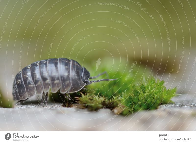 Off to the countryside Environment Nature Landscape Plant Animal Summer Beautiful weather Wild animal 1 Gray Green Pill bug Isopod Insect Moss Colour photo