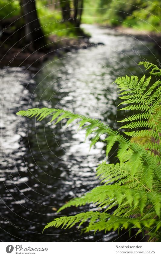 fern Calm Hiking Nature Landscape Plant Water Spring Summer Fern River bank Growth Fluid Green Thuringia Thueringer Wald Colour photo Exterior shot Deserted