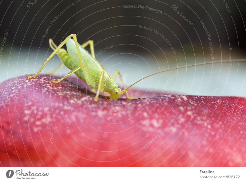 small snack Environment Nature Animal 1 Free Small Natural Green Red Locust House cricket Legs Feeler To feed Peach Colour photo Multicoloured Exterior shot
