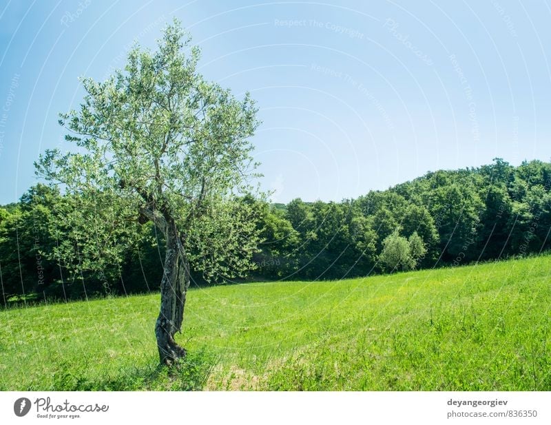 Olive tree in Italy Fruit Summer Garden Culture Nature Landscape Plant Sky Tree Grass Hill Old Natural Green Idyll olive Tuscany agriculture field Farm Rural