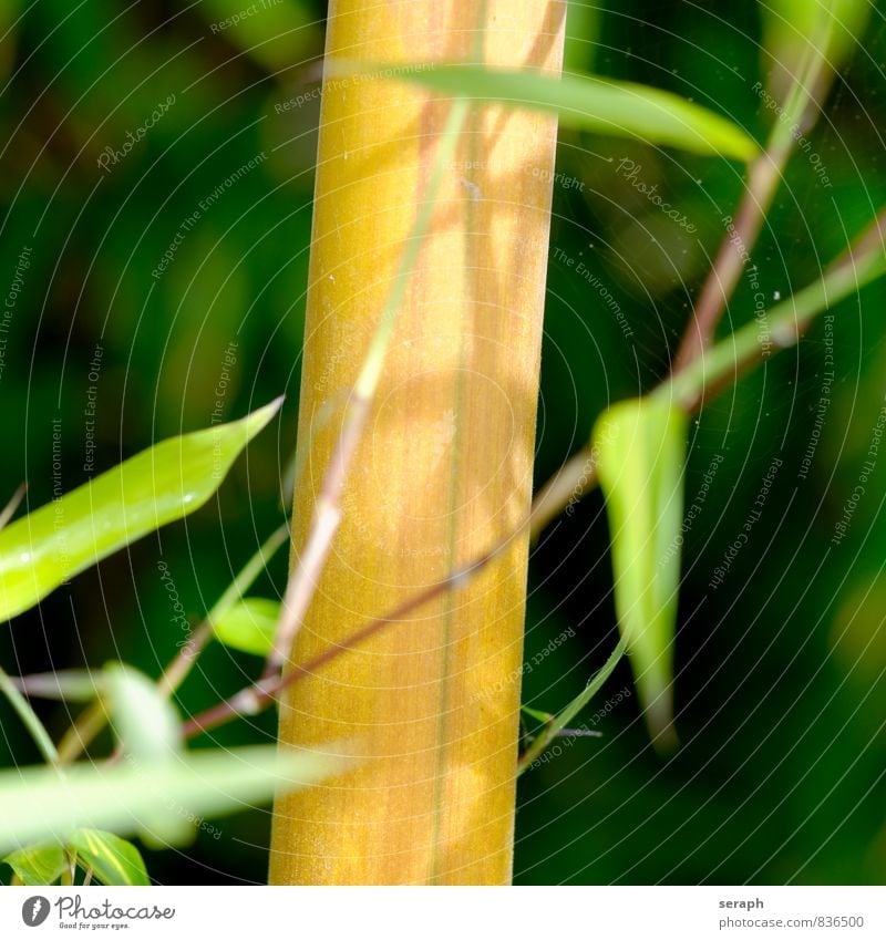 Bamboo Plant Grass Nature Growth Green Twig stem Garden Leaf Botany Bushes Floral Background picture Asia Asians Bamboo shoots Bamboo stick Feng Shui Branch