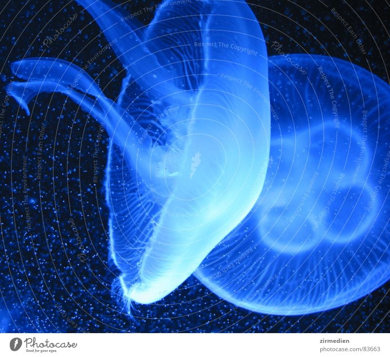 jellyfish ballet Jellyfish Ocean Dive Underwater photo Fish Water strudel animal North Sea Baltic Sea
