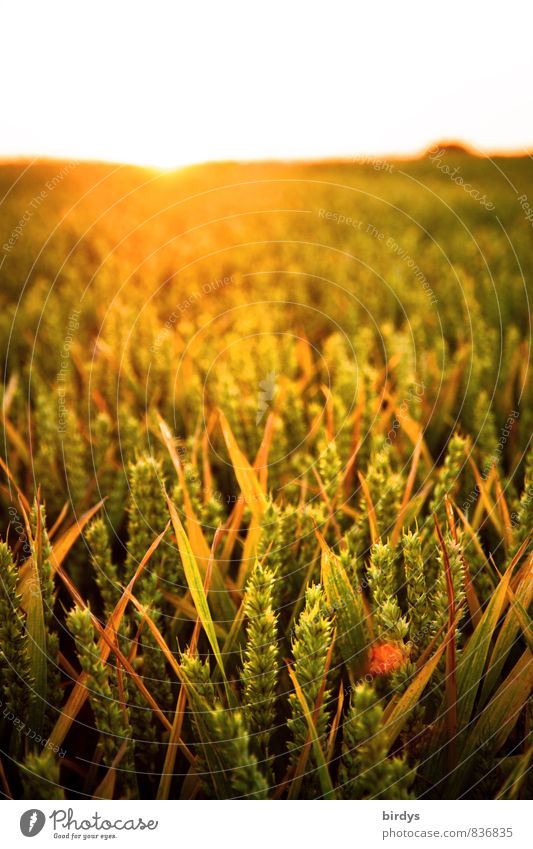 Grain field in the evening light Agriculture Forestry Horizon Sun Sunrise Sunset Sunlight Summer Beautiful weather Agricultural crop Wheatfield Rye field Field