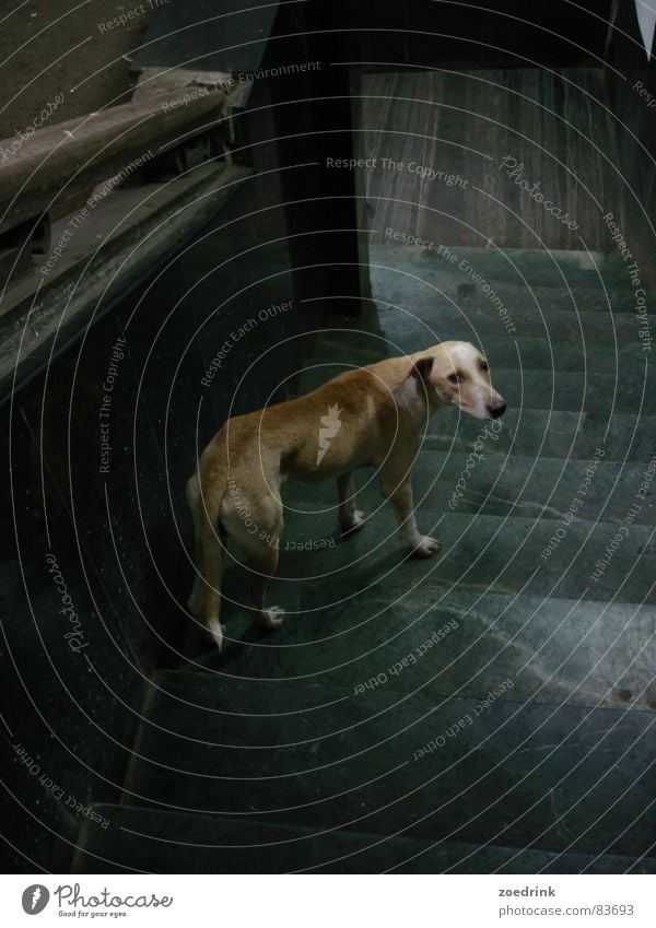 breakup Grief Distress Mammal Moral dog sad loneliness downstairs steps waiting hope leave Goodbye