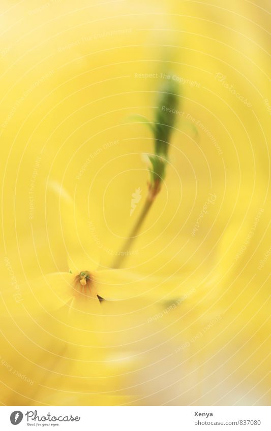 rotary dial Nature Plant Flower Blossom Blossoming Yellow Green Joy Happiness Spring fever Forsythia Movement Summer Summery Colour photo Exterior shot Close-up