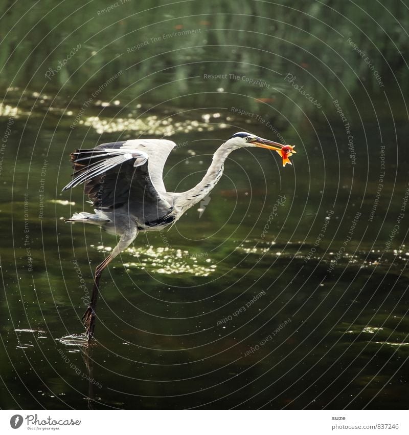 He who has can. Hunting Environment Nature Landscape Animal Water Pond Lake Wild animal Bird Fish 1 Movement Flying To feed Authentic Fantastic Natural Green