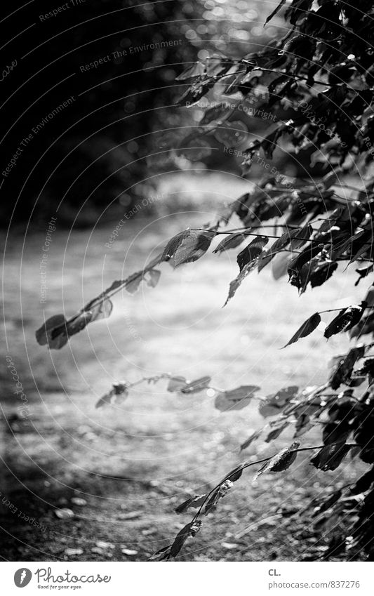 where is this going to lead? Environment Nature Bushes Leaf Garden Park Lanes & trails Black & white photo Exterior shot Deserted Day