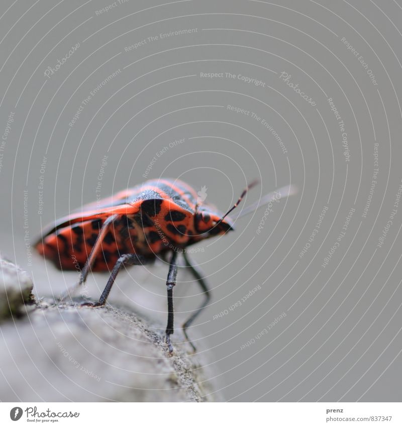 wanderlust Environment Nature Animal Wild animal Beetle 1 Red Black Bug Stripe Insect Colour photo Exterior shot Close-up Macro (Extreme close-up) Deserted