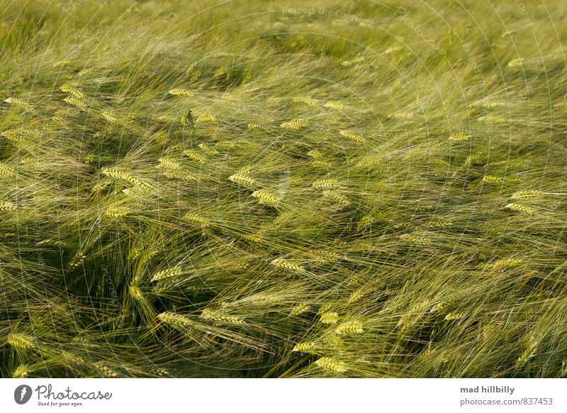 a green sea Agriculture Farmer Forestry Nature Plant Animal Beautiful weather Wind Wheat Meadow Field Movement Blossoming Growth Glittering Near Green Black