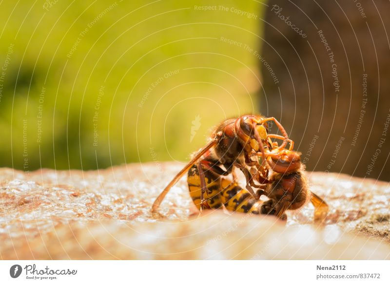 Peace and Love II Environment Nature Animal Summer Beautiful weather Garden Park Bee Animal face Wing 2 Pair of animals Aggression Hornet Wasps Insect Cuddling