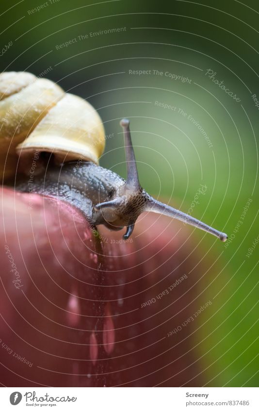Oops! You here too? Nature Animal Drops of water Park Snail 1 Crawl Small Wet Curiosity Cute Brown Yellow Green Red Bravery Willpower Serene Patient Speed
