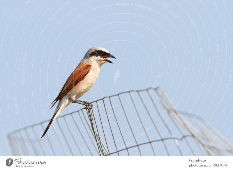 lanius collurio on abandoned wire fence Beautiful Summer Man Adults Nature Animal Sky Bird Observe Clean Wild Brown Red Colour wildlife Biology lanius-collurio