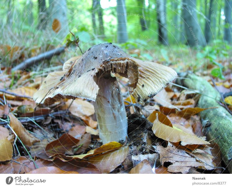 forest ground Forest Leaf Tree Mushroom Bite