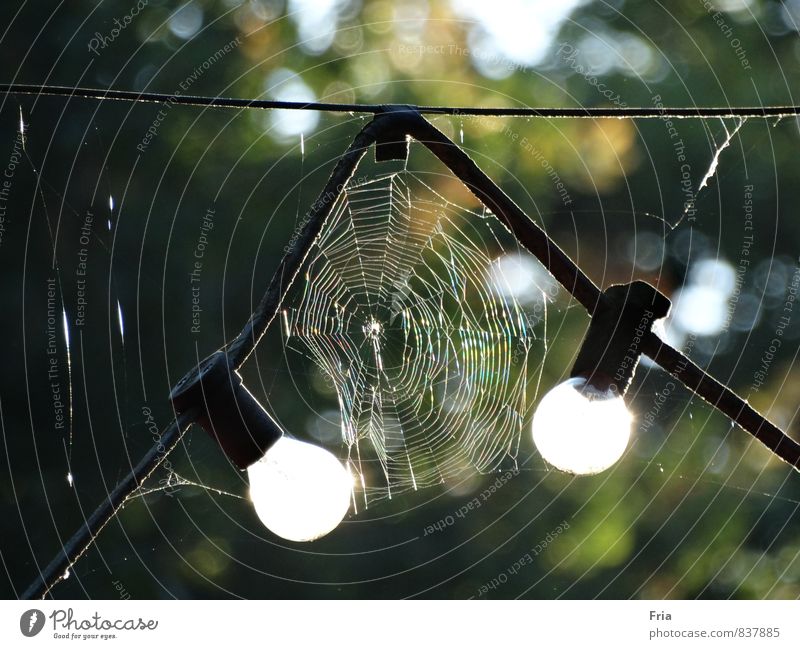 morning light Environment Sunlight Summer Beautiful weather Park Spider Animal tracks Electric bulb Glass Green White Romance Patient Idyll Nature Spider's web