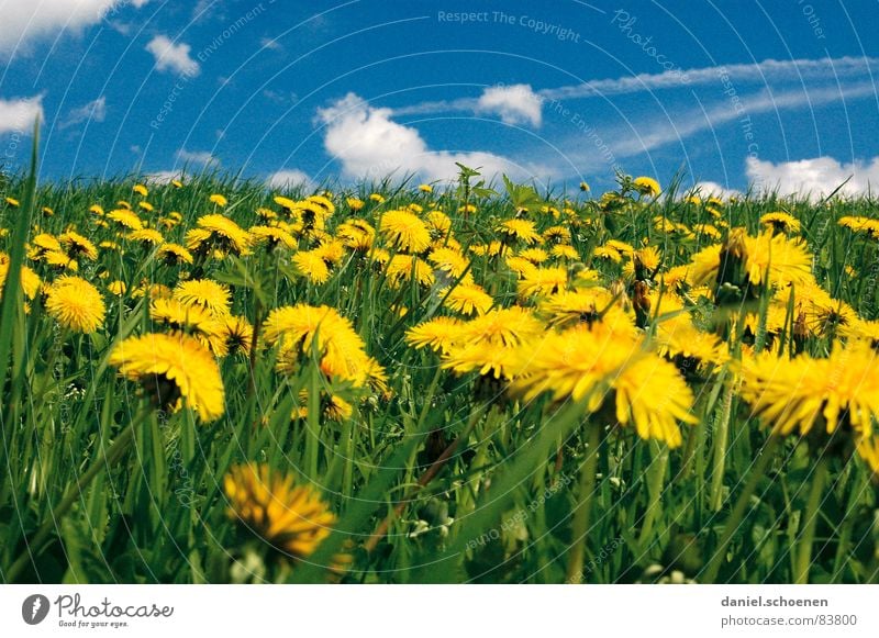 Life is beautiful Meadow Summer Spring Beautiful weather Leisure and hobbies Vacation & Travel Dandelion Flower Blossom Grass Break Green Alpine pasture