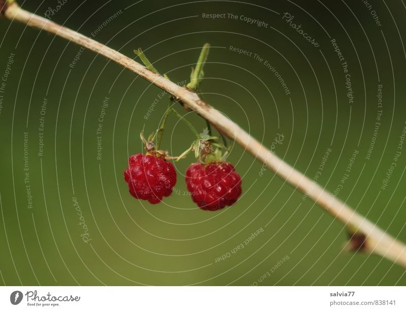 fruit dwarfs Food Fruit Healthy Summer Environment Nature Plant Bushes Agricultural crop Wild plant Garden To enjoy Hang Small Delicious Juicy Green Red