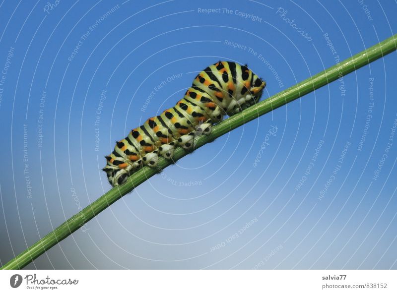 Caterpillar model 1 Environment Nature Animal Sky Summer Wild animal Butterfly To feed Crawl Growth Small Naked Natural Blue Green Black Serene Patient Calm