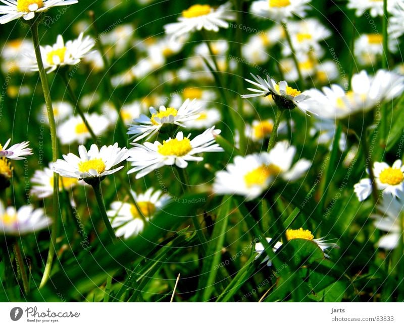 Summer Memories Meadow Flower Grass Green Blossom Memory Flower meadow Daisy Glade jarts warm season