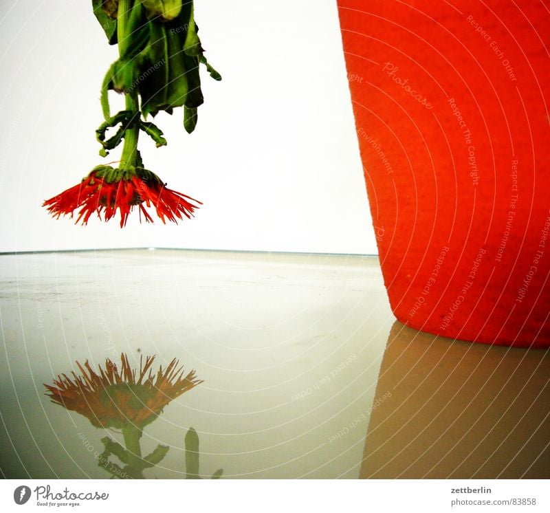 birthday Glass table Downward trend Flower Vase Aster Gladiola Droop Reflection Red Blossom Stalk Converse Change in direction To dry up Under Blossoming