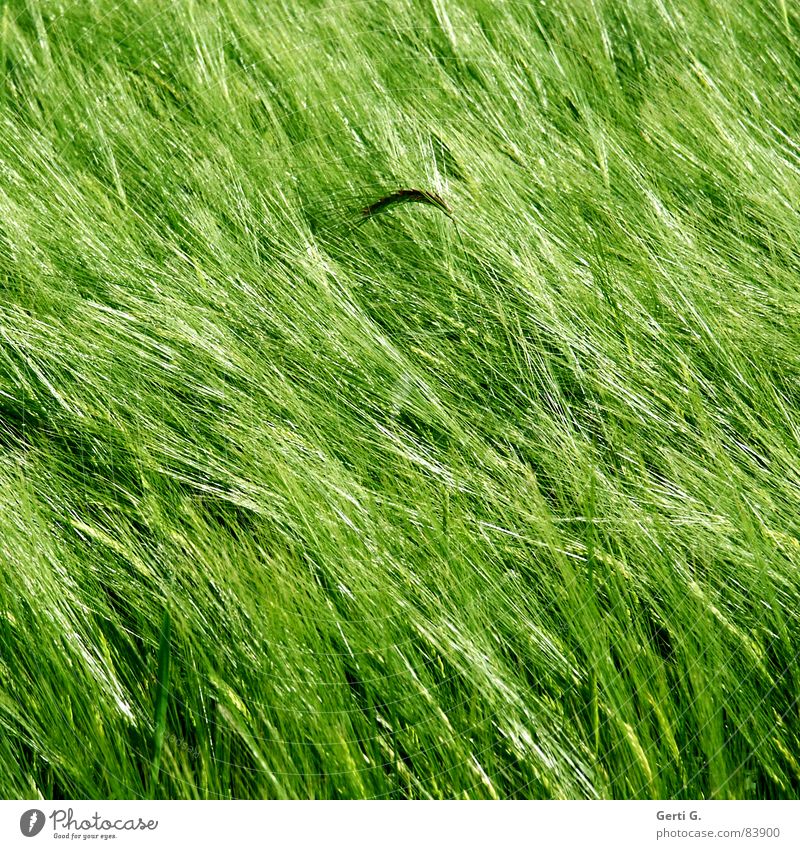it's an ear of wheat to me Raw materials and fuels Cereals Agriculture Field Food Cornfield Green Wind Summer Square Diagonal Sowing Ear of corn Vegetarian diet