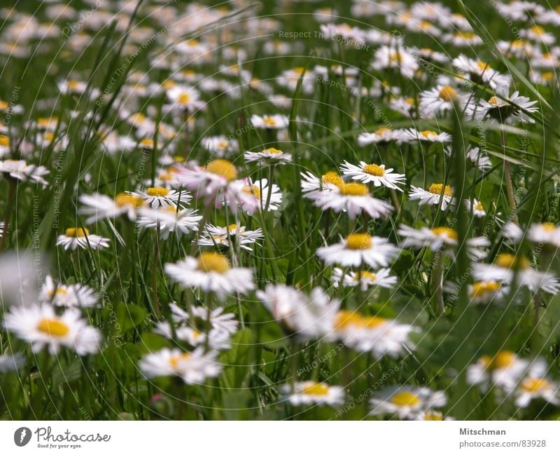 daisies Meadow Grass Daisy Green Yellow White Blur Spring Flower Green space Village green Lawn Beautiful weather