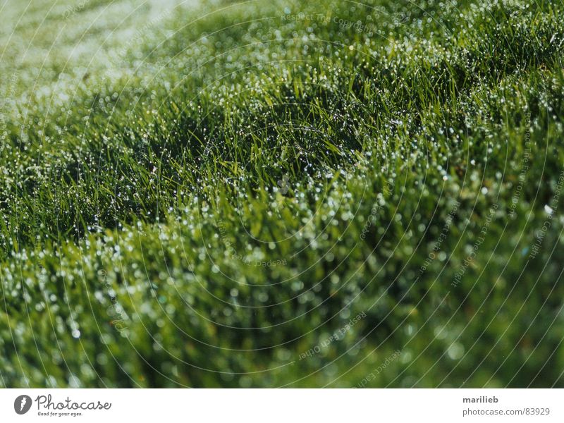 The grass is green Grass Meadow Green Blade of grass Dew Wet Green space Grass surface Summer