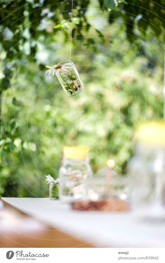deco Spring Summer Beautiful weather Plant Flower Garden Natural Green Decoration Colour photo Exterior shot Deserted Day Shallow depth of field