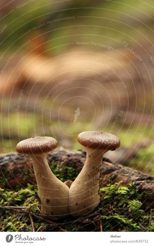 pair of mushrooms Nature Plant Earth Autumn "Mushroom Mushrooms Forest Natural Soft Brown Green Agreed Together Relationship Equal Teamwork Attachment Twin