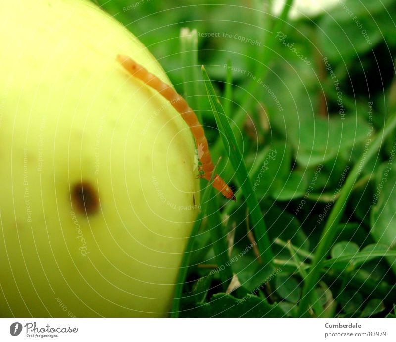 rent my apple? Insect Disgust Damp Small Slowly Grass Green Beautiful Round Delicious Fresh Juicy Brown Yellow Summer Physics Sunbeam Blue Flower Worm