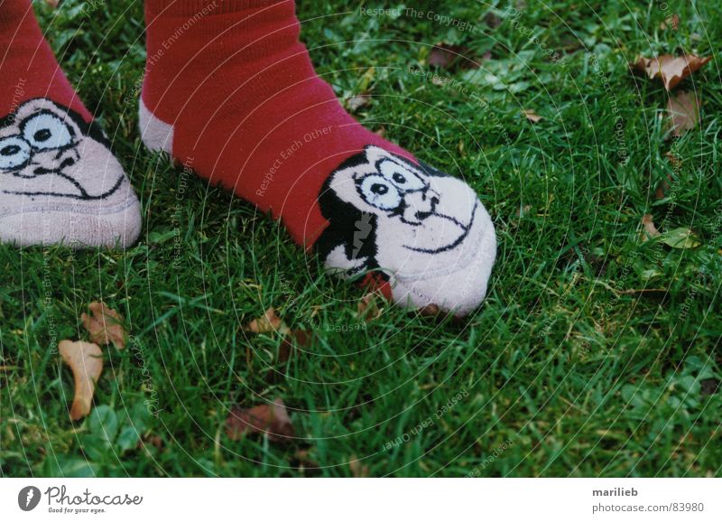 stalking Stockings Monkeys Grass Meadow Animal Green Green space Grass surface Joy Summer on the socks