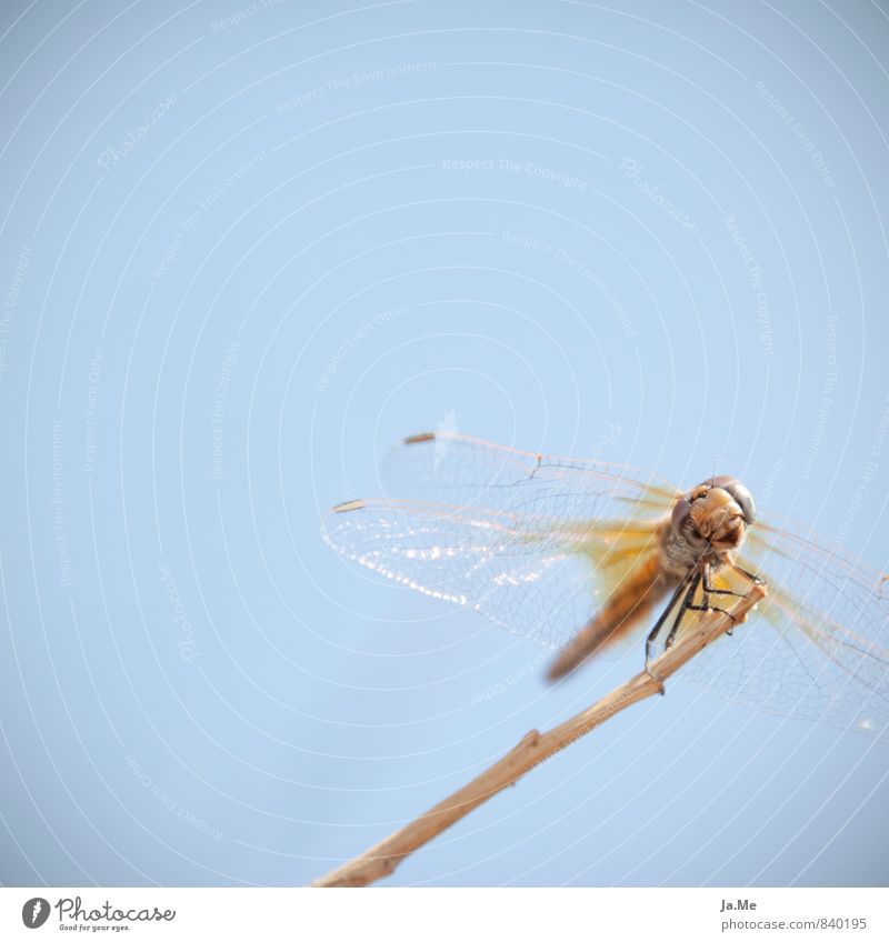 Cheese :) Nature Animal Air Sky Wild animal Animal face Wing Insect Dragonfly Dragonfly wings 1 Glittering Friendliness Blue Yellow Gold Curiosity Interest