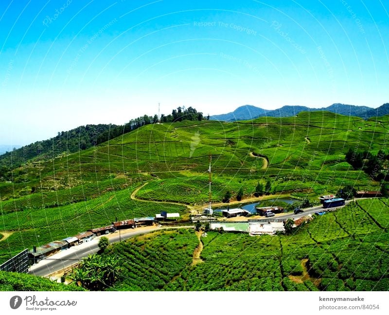 tea plantation Jacarta Panorama (View) peak landscape indonesia resorts villas Large