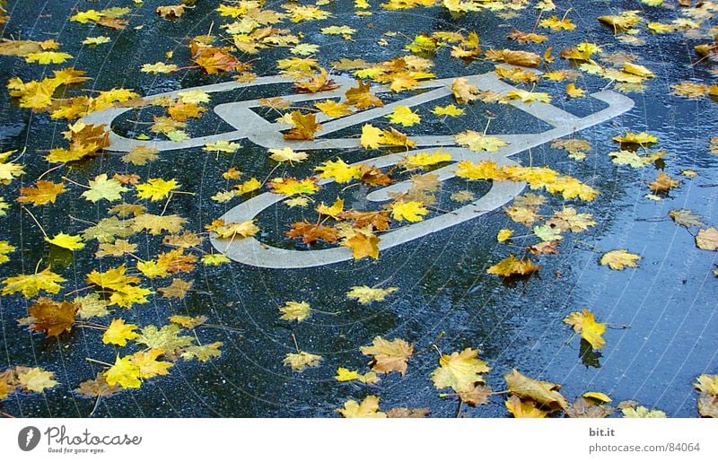 TABLOIDS Autumn Bad weather Rain Traffic infrastructure Lanes & trails Sign Signs and labeling Road sign Wet Yellow Maple tree Maple leaf Cycle path Pictogram